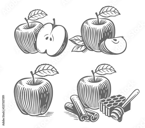 Engraved apples set vector. Vintage drawing.