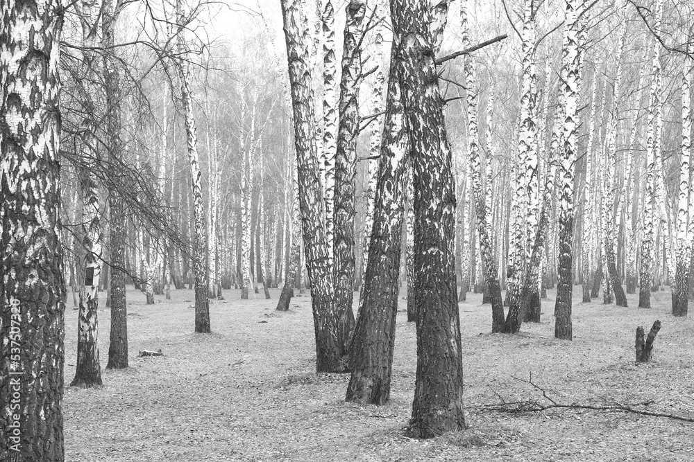 Beautiful birch trees in autumn Beautiful birch trees in autumn