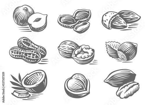Sketch of nuts. Engraved set