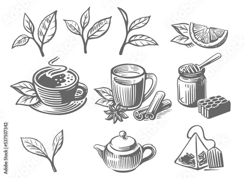 Green tea sketch. Leaves drawing
