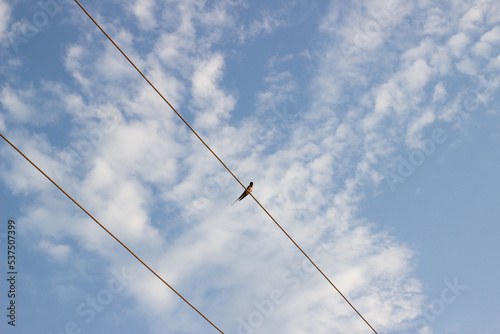 A lone swallow sits on electric wires against a blue sky with white clouds. Sky background with feather-like clouds. copy space. Two parallel wires with a lone bird against a blue-white sky. Infinity