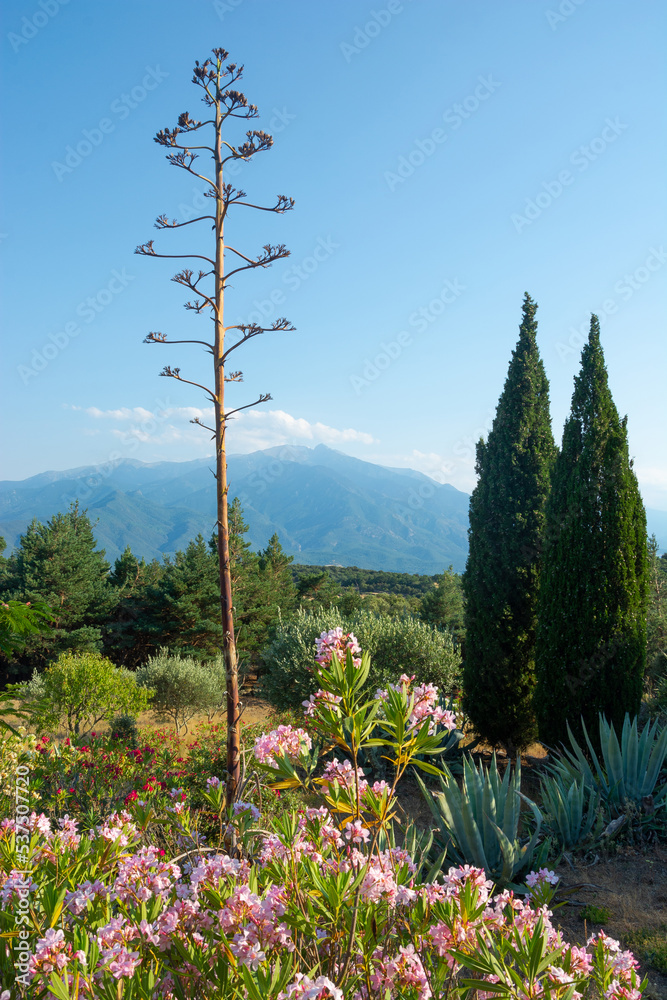 View of a flowers, mountains and beautiful landscape in the Pyrenees, France