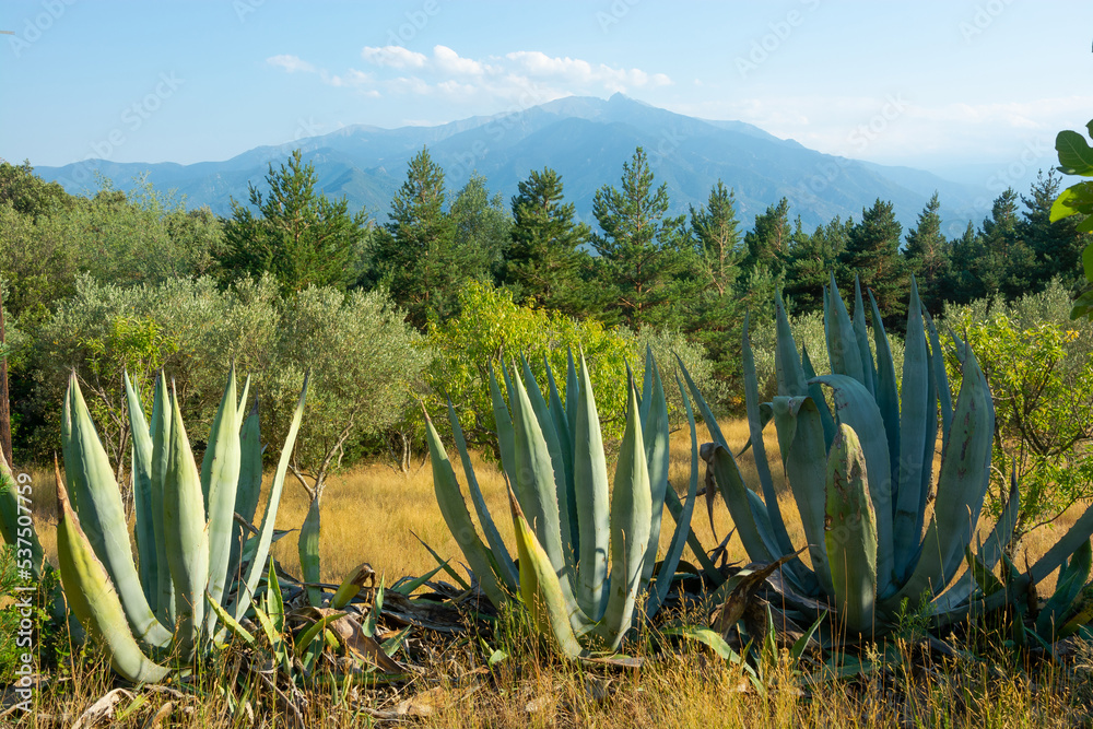 View of a blue american agaves; mountains and beautiful landscape in the Pyrenees, France