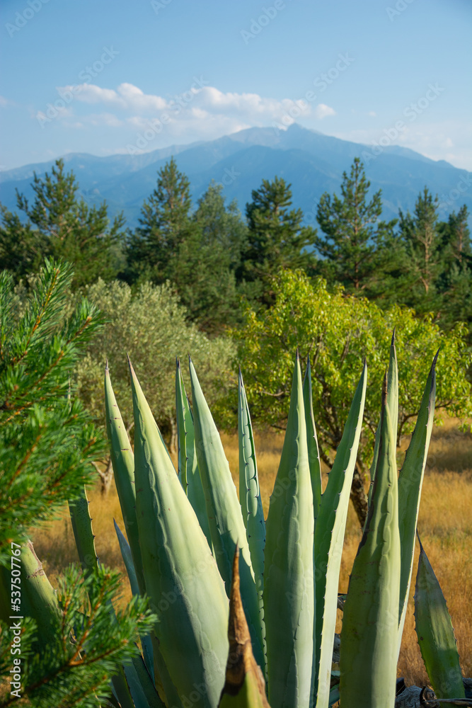 View of a blue american agaves; mountains and beautiful landscape in the Pyrenees, France