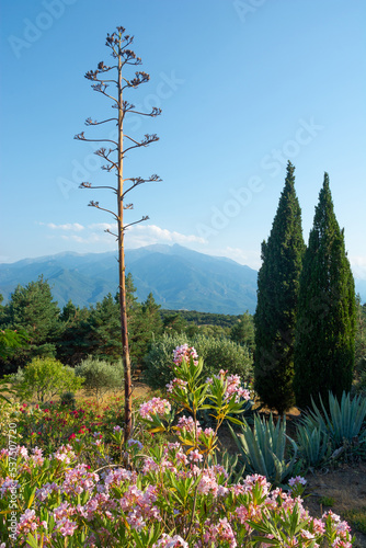 Obraz na płótnie View of a flowers, mountains and beautiful landscape in the Pyrenees, France w salonie