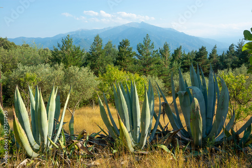 Obraz na płótnie View of a blue american agaves; mountains and beautiful landscape in the Pyrenees, France w salonie