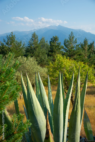 Obraz na płótnie View of a blue american agaves; mountains and beautiful landscape in the Pyrenees, France w salonie