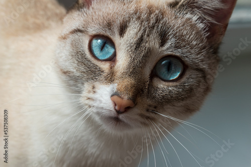 Ojos Azules breed cat. Cat with beautiful blue eyes. Beige and white colors cat's face portrait. Cute Azules breed cat close-up photo. 