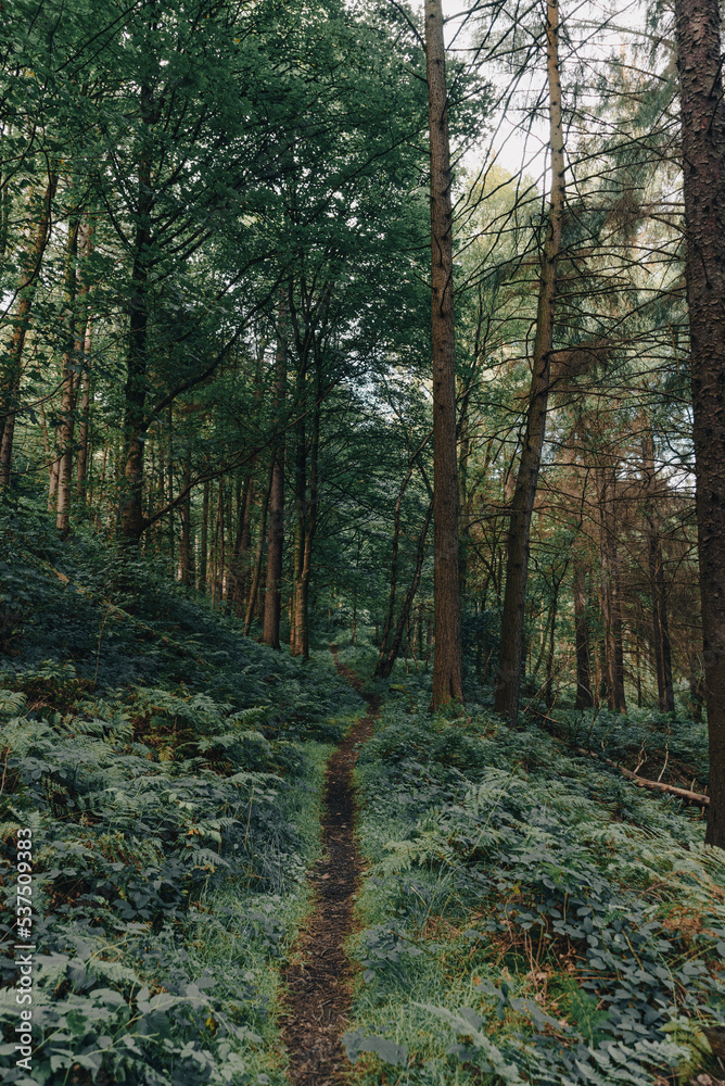 Fototapeta premium path in the woods on a dark day