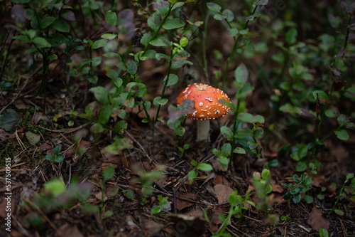fly agaric mushroom