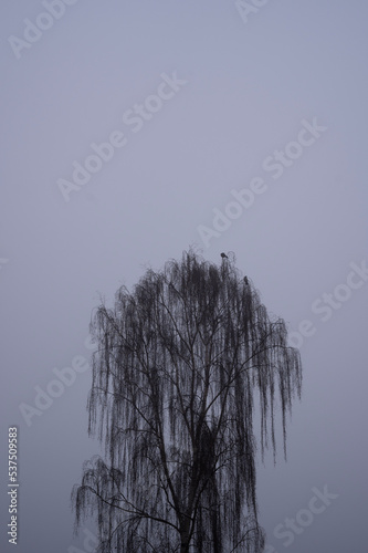tree in the fog
