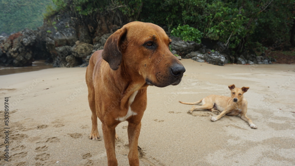 some dogs on the beautiful beach Playa El Valle in the province of the Samana Peninsula in the Dominican Republic in the month of February 2022 some dogs on the beautiful beach Playa El Valle in the province of the Samana Peninsula in the Dominican Republic in the month of February 2022