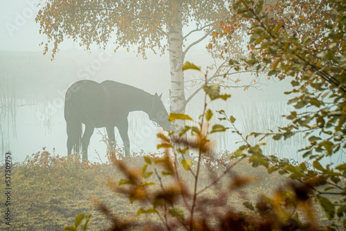 pasący się koń w mglisty jesienny poranek nad stawem