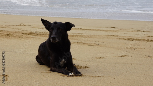 a black dog with a funny haircut lying in the sand on the beautiful beach Playa El Valle in the province of the Samana Peninsula in the Dominican Republic in the month of February 2022