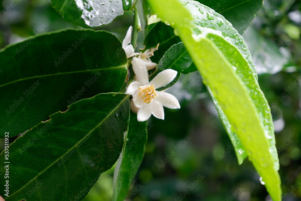 Lime blossoms and green leaves