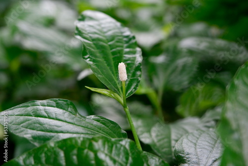 White flowers of Wild Betel Leafbush