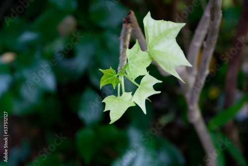 The leaves have just sprouted from the cut branches
