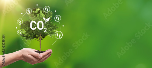 Carbon footprint concept with tree on hand © Proxima Studio