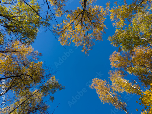 Fall autumn treetops upward view from a ground
