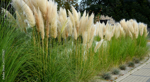 also known as pampas grass or pampas dicotyledon, is a sturdy perennial grass originally from South America that grows up to 120 cm high, in the street in front of house fences in a flower bed photo