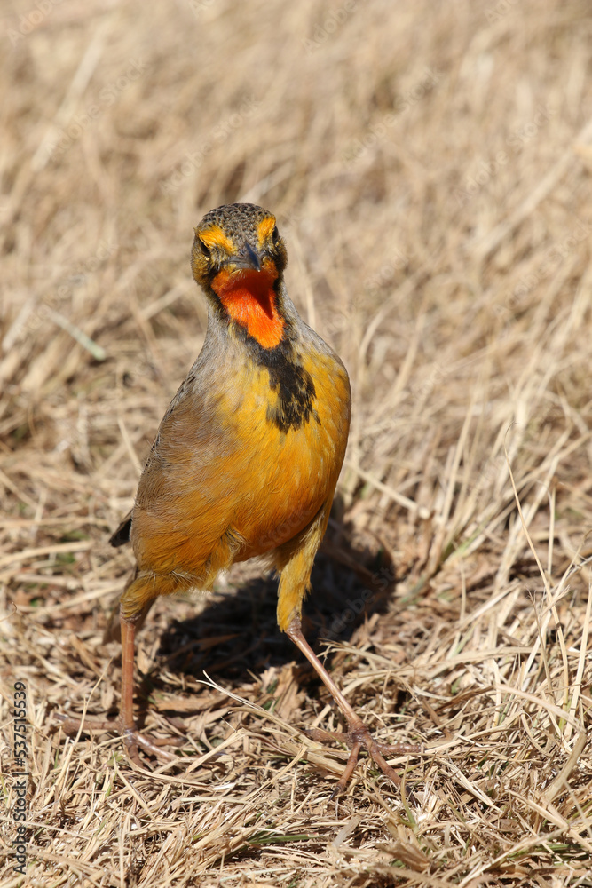Fototapeta premium Cape Longclaw, Addo Elephant National Park, South Africa