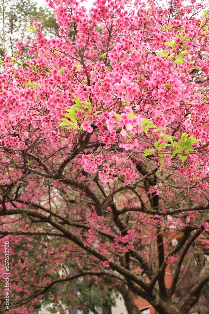 Pink Tree. Sakura.