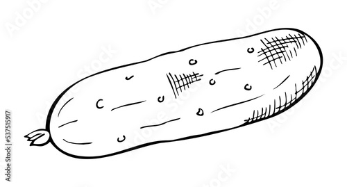 colorless cucumber, contour drawing by hand, hatching