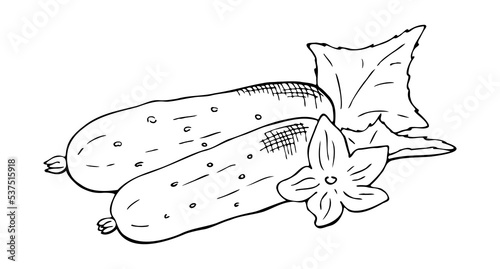 composition of two cucumbers with leaves and a flower, contour drawing by hand, hatching