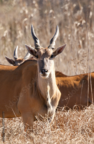 Eland antelope  Kruger National Park  South Africa