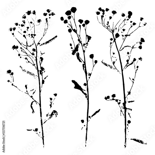Silhouette of field grasses with small flowers and thin stems. Ink print of grass texture, isolated on white background. Set of natural elements for eco design. 