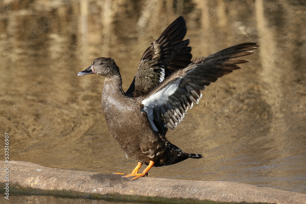 Fototapeta premium African Black Duck flapping its wings, Kruger National Park, South Africa 