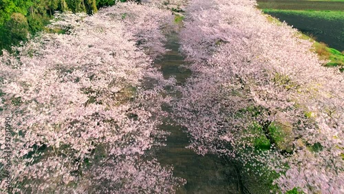 キレイな桜の風景