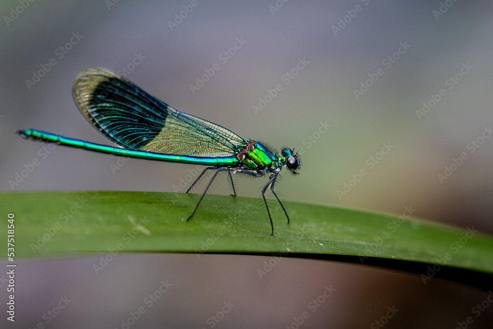 Banded Demoiselle (Calopteryx Splendens) Banded Demoiselle (Calopteryx Splendens)
