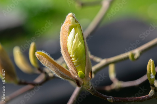 Close Up Magnolia Sundance photo