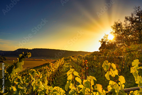 Wine experience in the lower Neckar valley