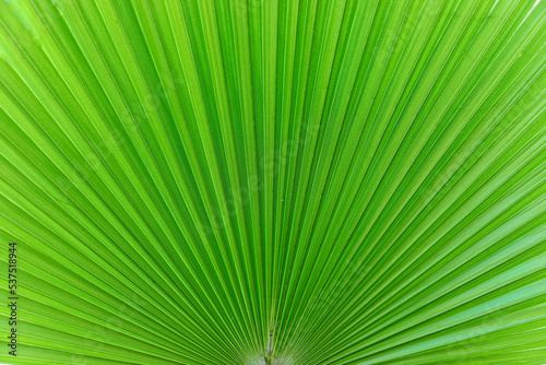 Jardin Majorelle  botanischer Garten in Marrakesch  Marokko  Afrika