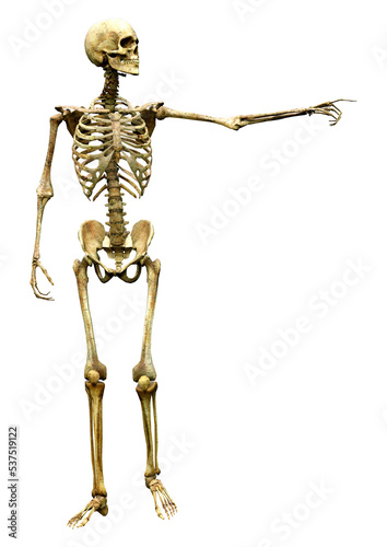 3D Rendering Human Skeleton on White © photosvac