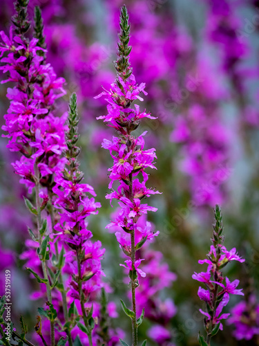 Purple Loosestrife  Lythrum Salicaria 