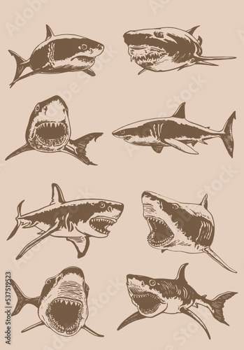 Graphical vintage collection of sharks, marine life elements.Vector illustration. Seafood