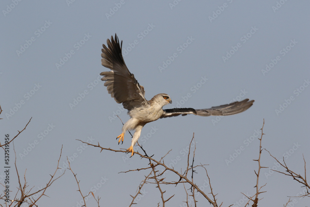 Obraz premium Black-winged or Black-shouldered Kite taking off, Kruger National Park, South Africa