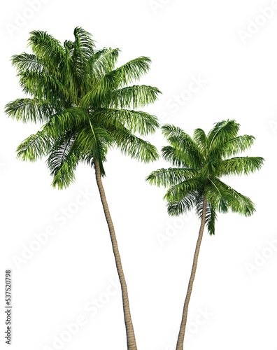 Fotografiet Coconut and palm trees PNG