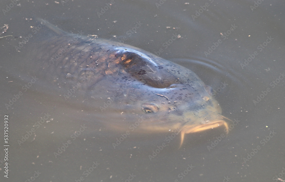 Fototapeta premium Common Carp, South Africa