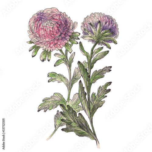 Watercolor illustration of blossoming chrysanthemum