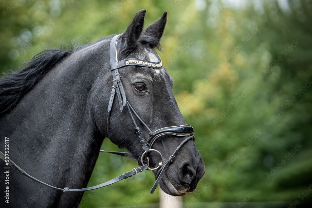 Portrait of the head of a black horse Portrait of the head of a black horse