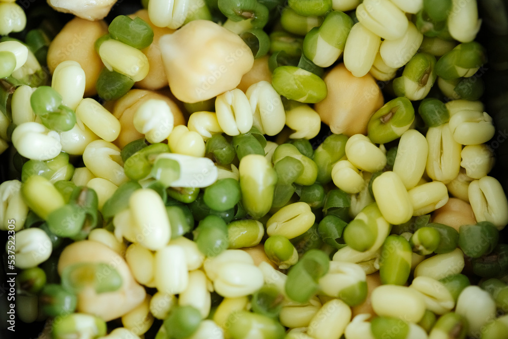 mung bean seedlings and chickpeas. view from above. raw food and healthy eating concept mung bean seedlings and chickpeas. view from above. raw food and healthy eating concept