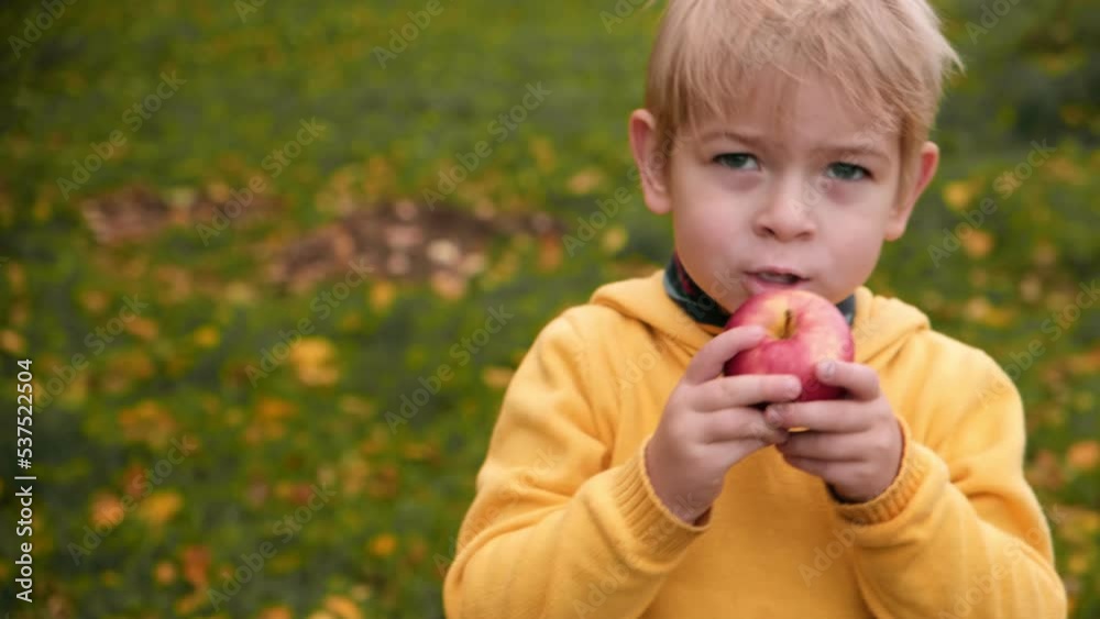 Young Child in the Apple Orchard after Harvesting. Small Toddler Boy Eating a Big Red Apple in the Fruit Garden at Fall Harvest. Basket of Apples on a Foreground. Autumn Cloudy Day, Soft Shadow. Young Child in the Apple Orchard after Harvesting. Small Toddler Boy Eating a Big Red Apple in the Fruit Garden at Fall Harvest. Basket of Apples on a Foreground. Autumn Cloudy Day, Soft Shadow.