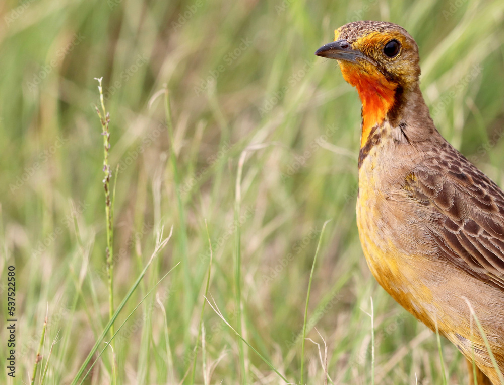 Naklejka premium Cape Longclaw, Addo Elephant National Park, South Africa