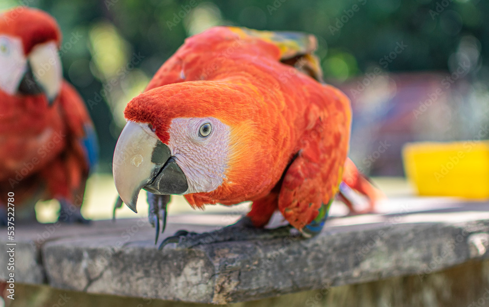 Naklejka premium red and yellow macaw
