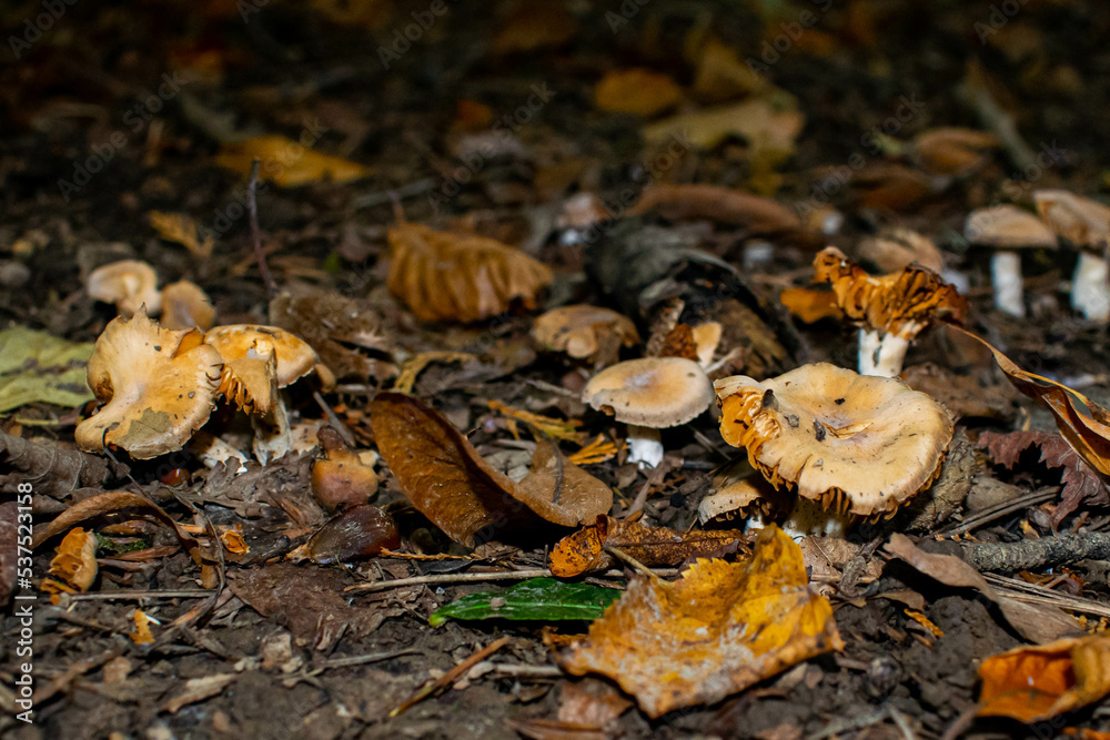 Honey mushrooms in autumn forest