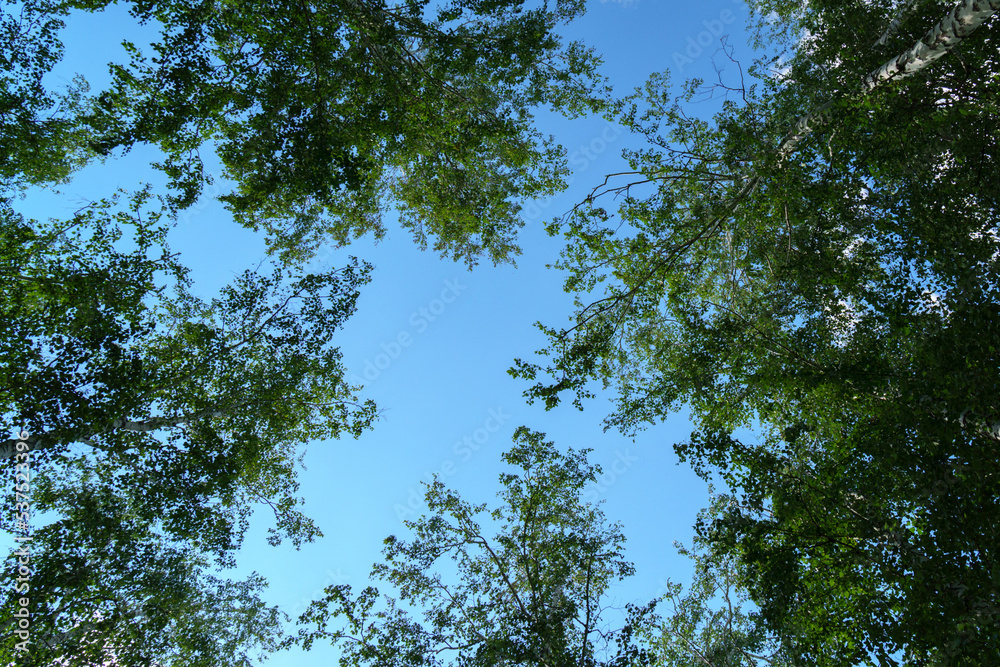Trees with green leaves in the forest, looking up. Nature, background, copy space Trees with green leaves in the forest, looking up. Nature, background, copy space